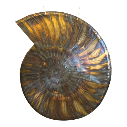 32" Dawn Ammonite Fibonacci Gong